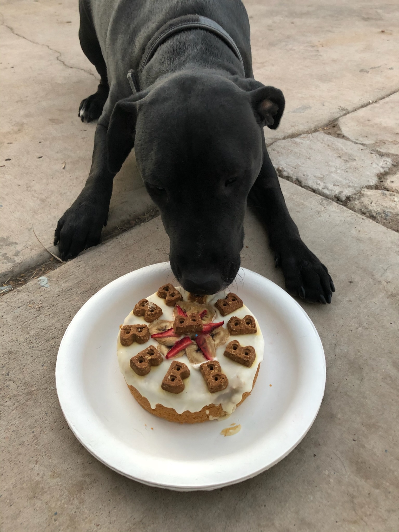 Pool day at North Paws Ranch