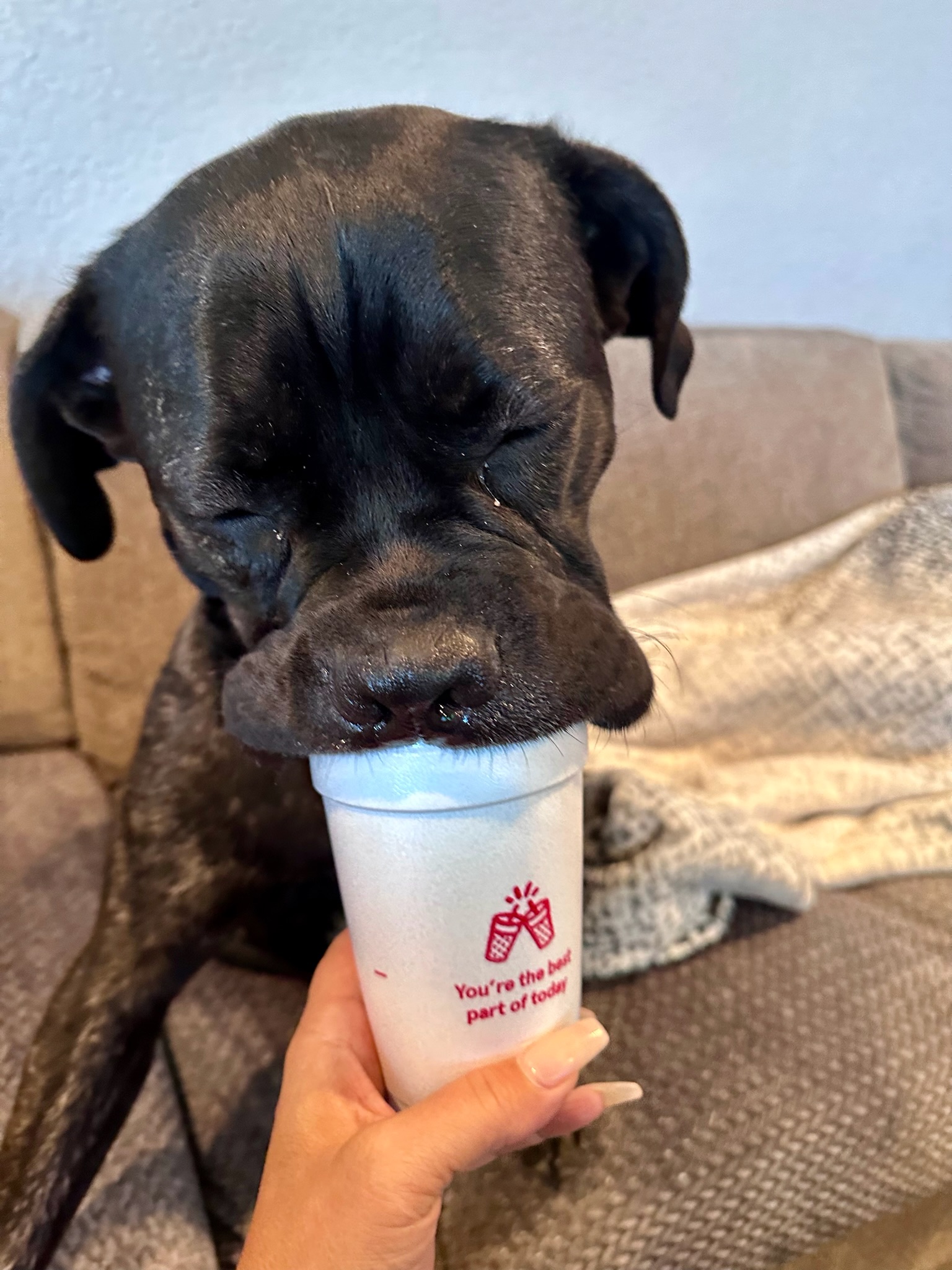 Happy dogs at North Paws Ranch