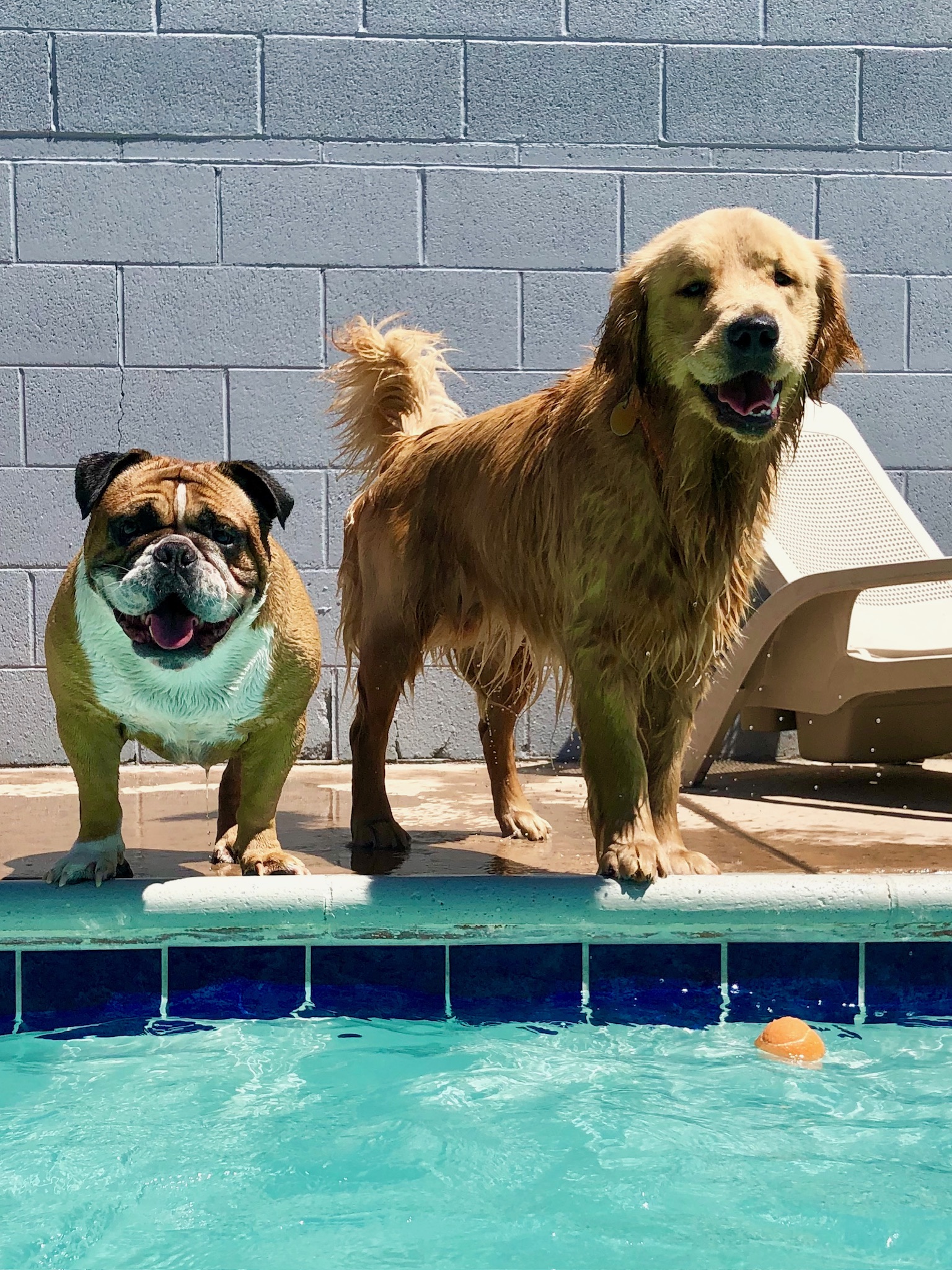 Dogs at North Paws Ranch