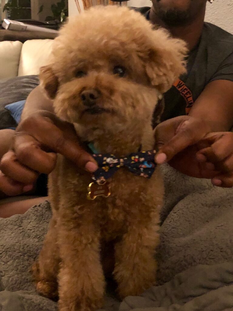 The Importance of Personalized Care for Your Furry Friend at North Paws Ranch